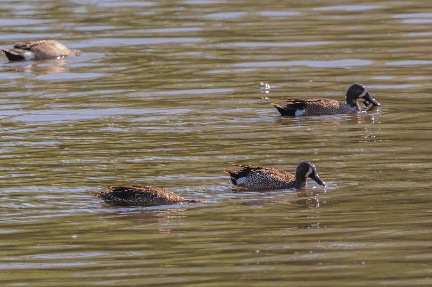 Blue-winged Teal