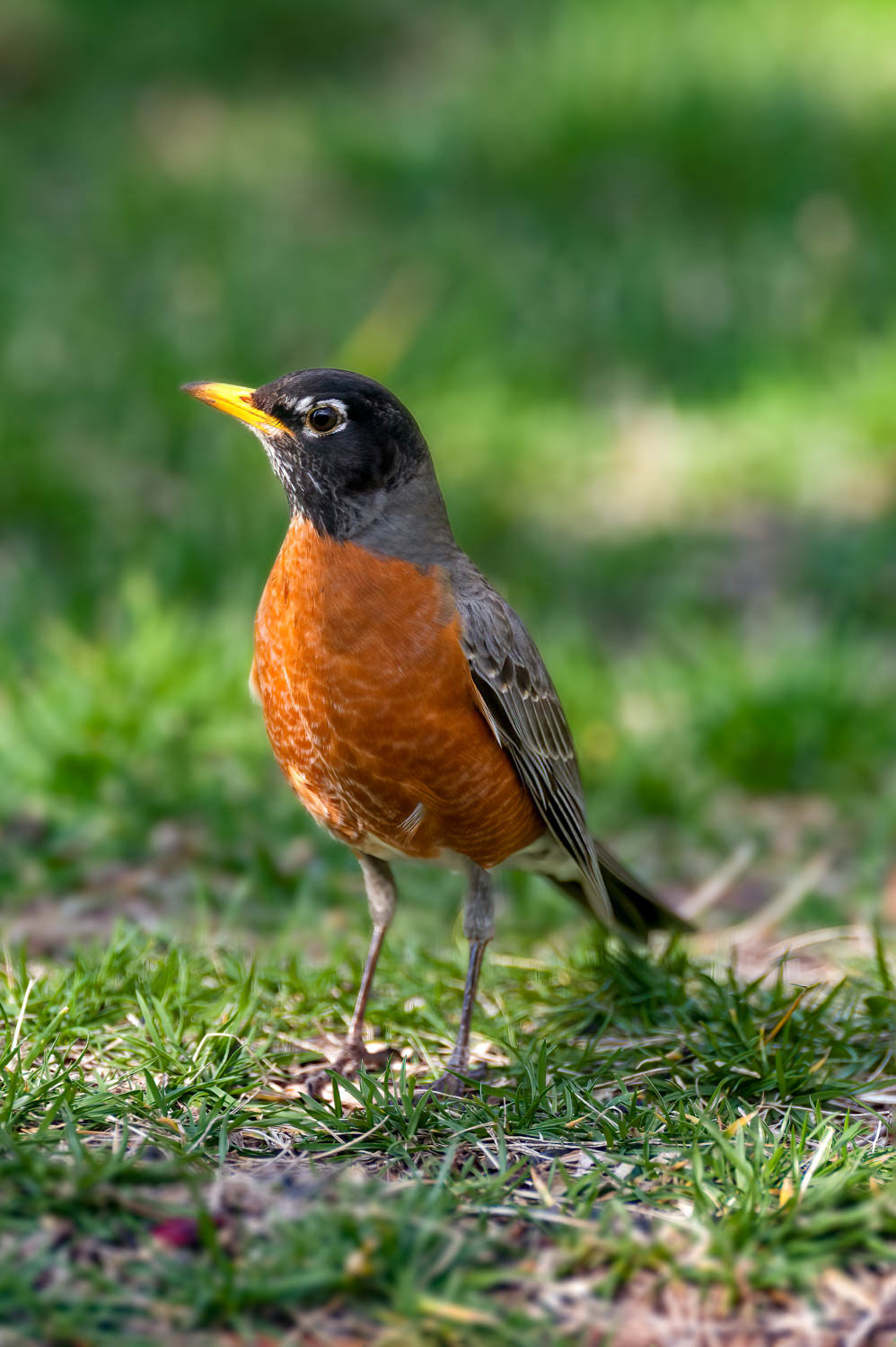 American Robin