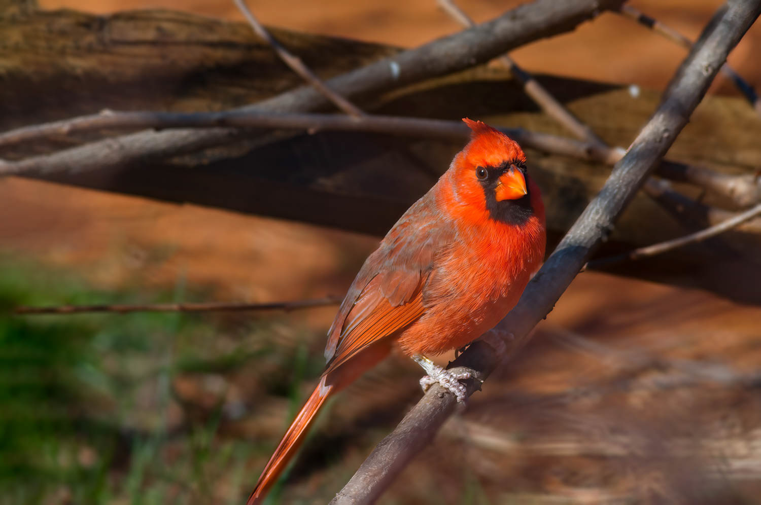 Northern Cardinal - Male