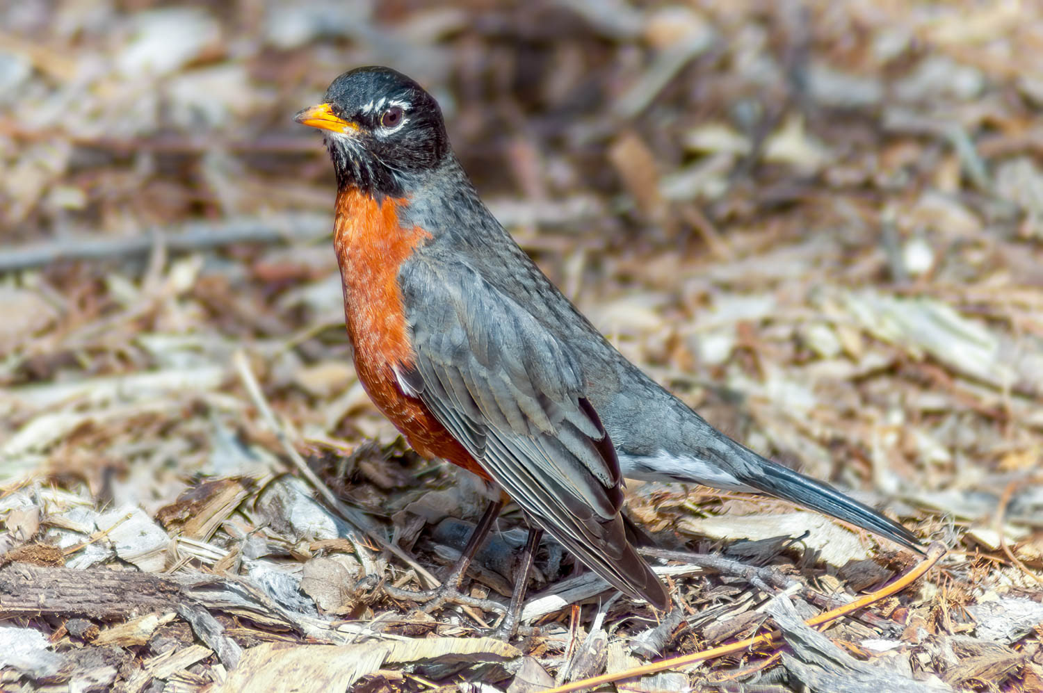 American Robin