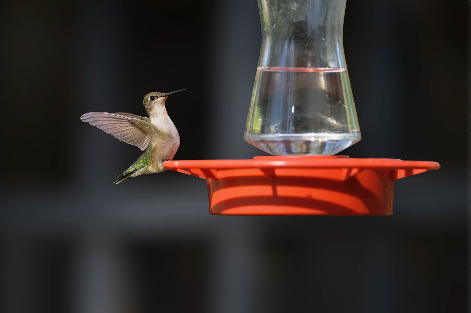 Ruby-throated Humming Bird