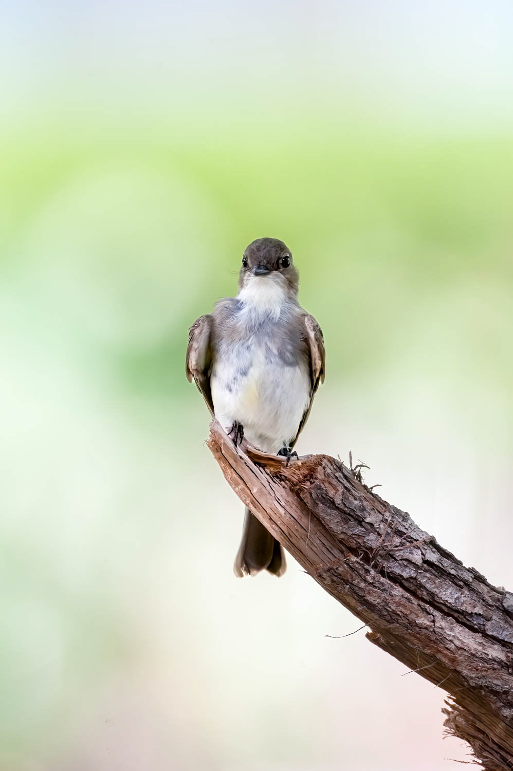 Eastern Phoebe