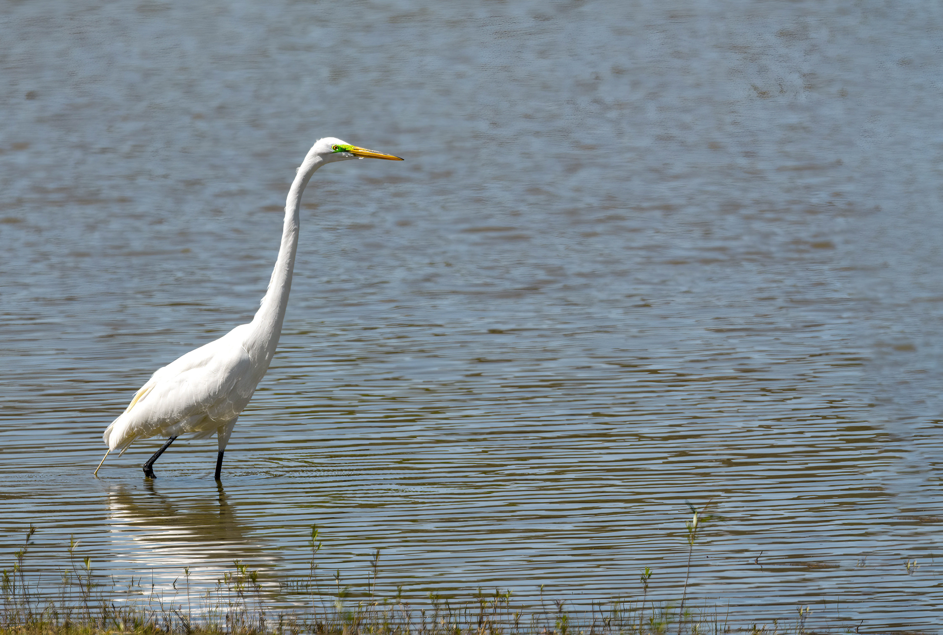 Great Egret