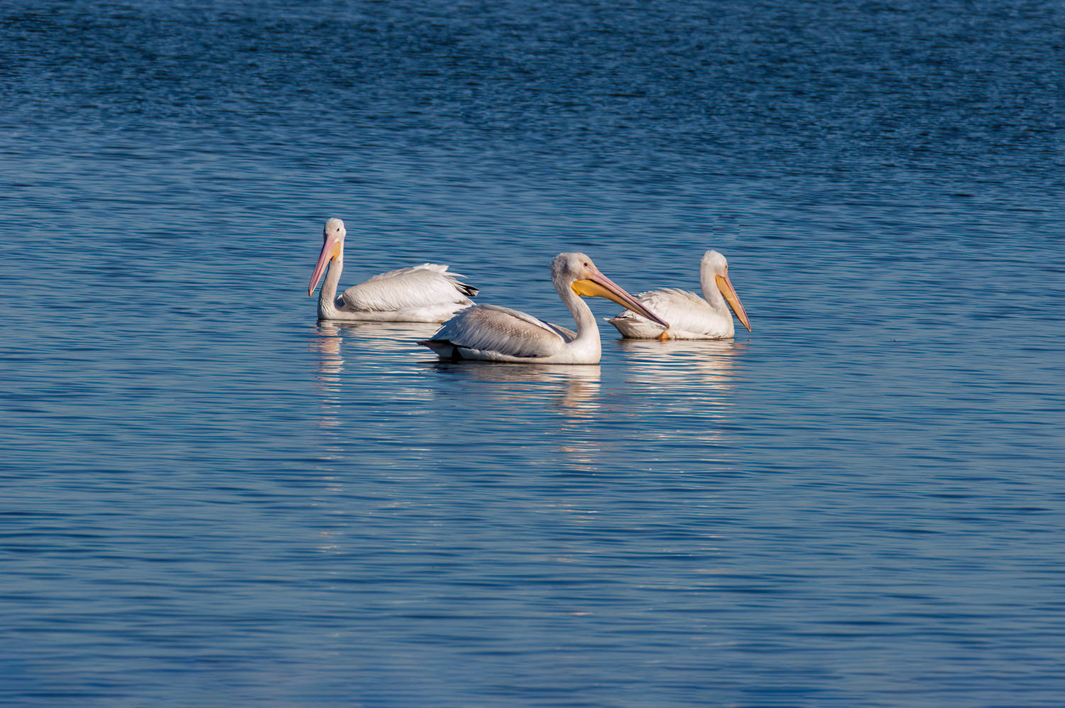 American White Pelican