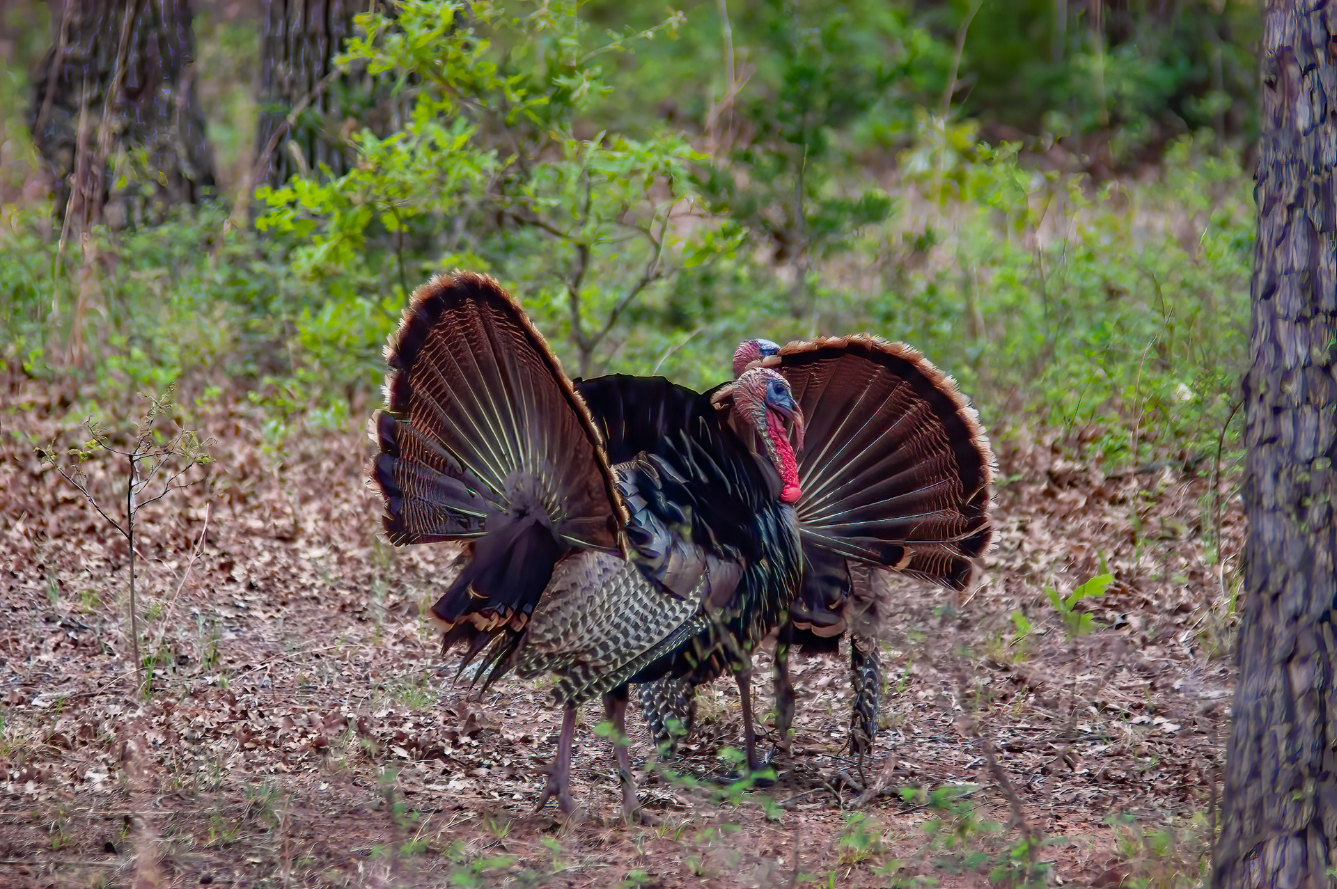 Wild Turkey