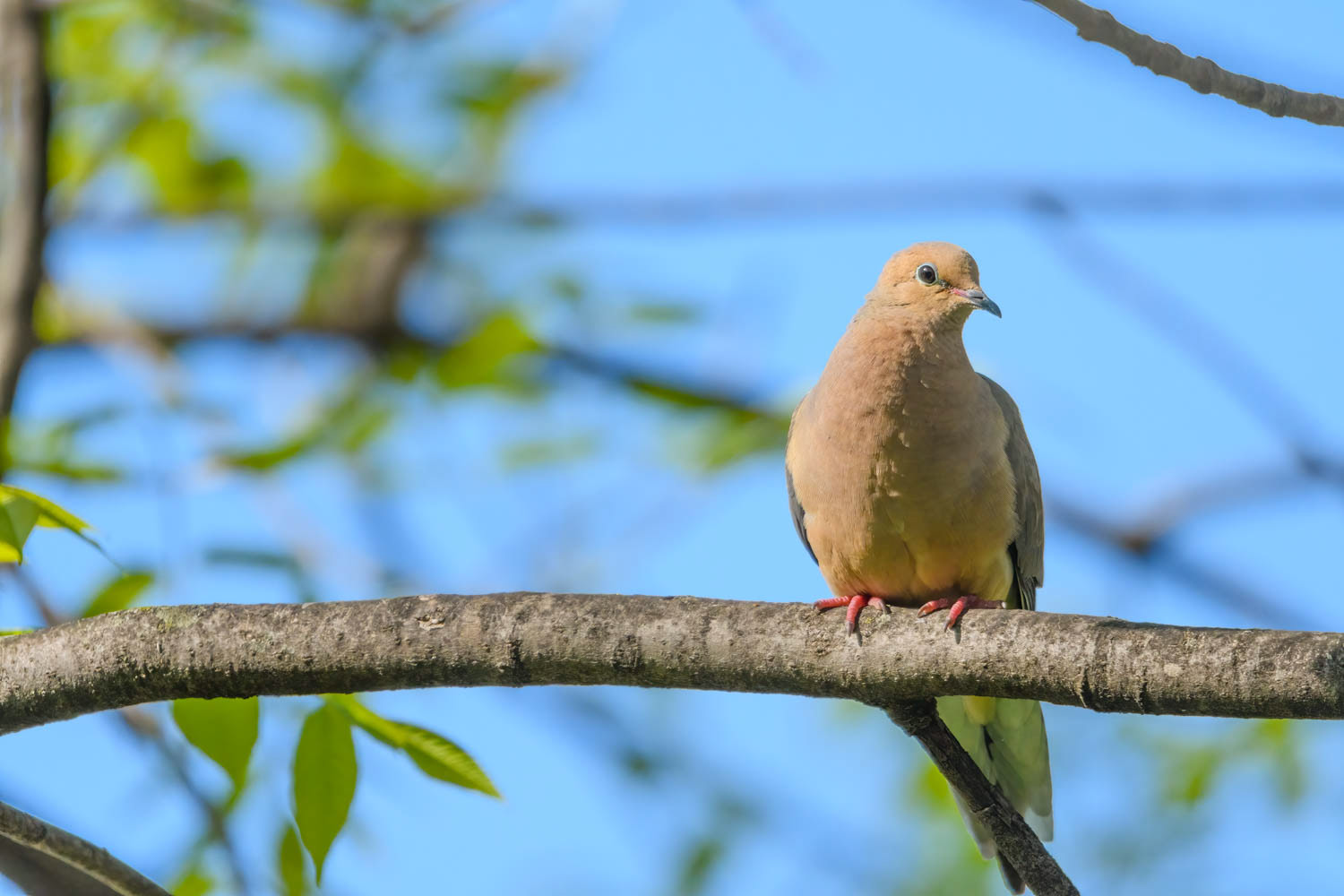 Mourning Dove