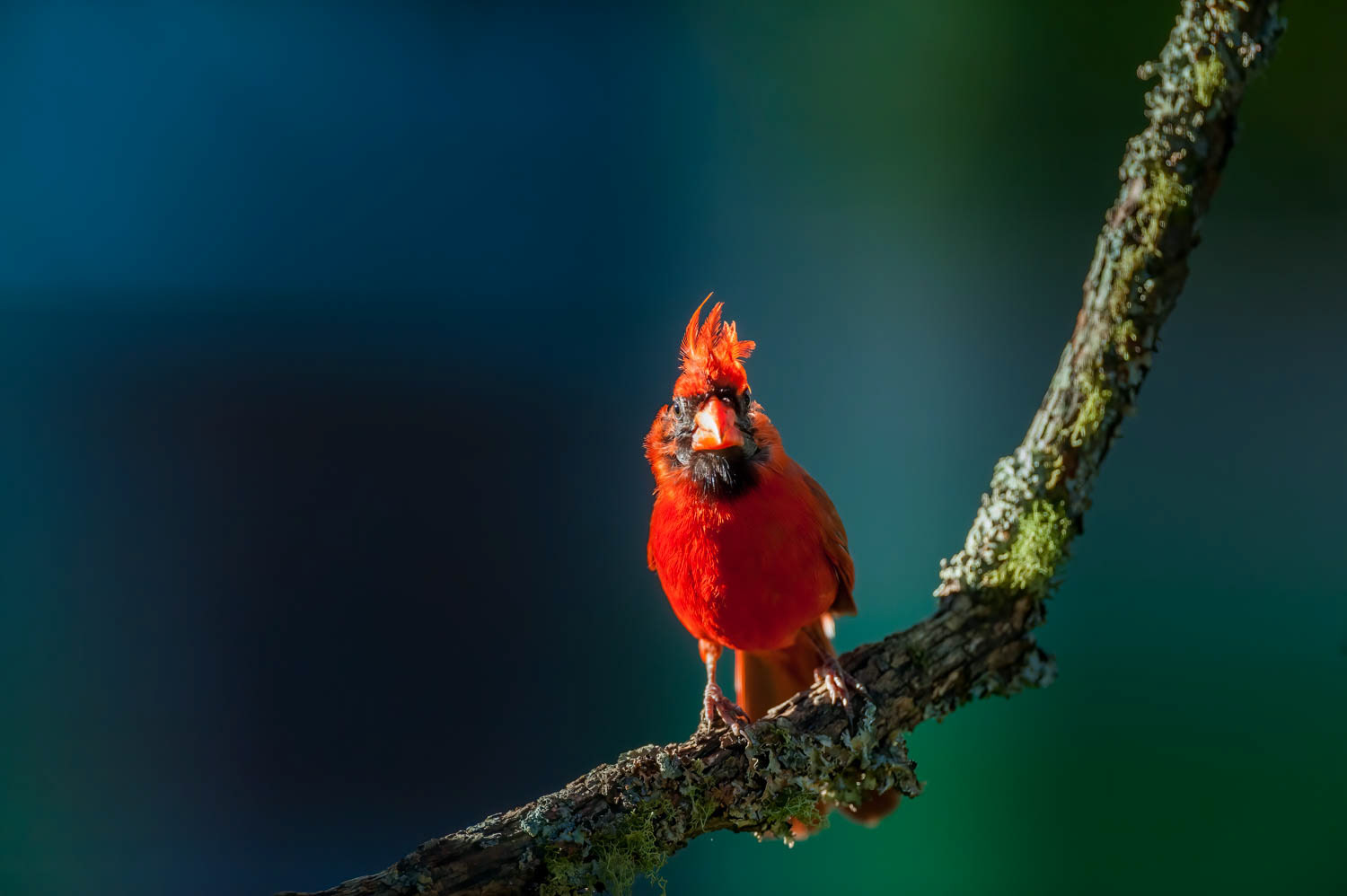 Northern Cardinal - Male