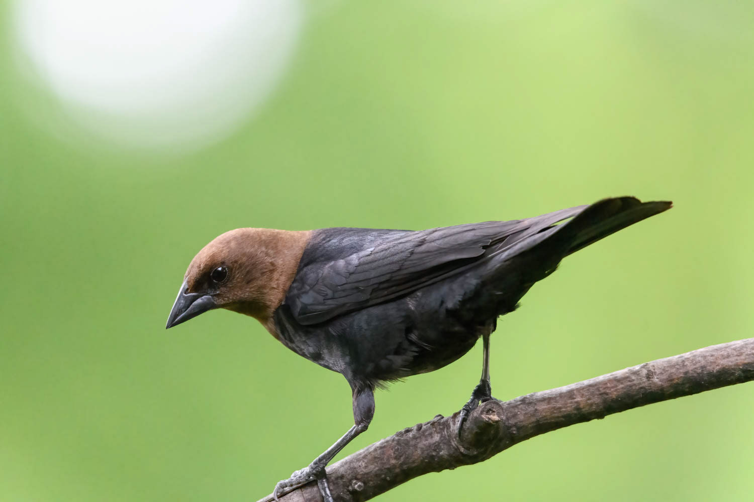 ded Cowbird-Male