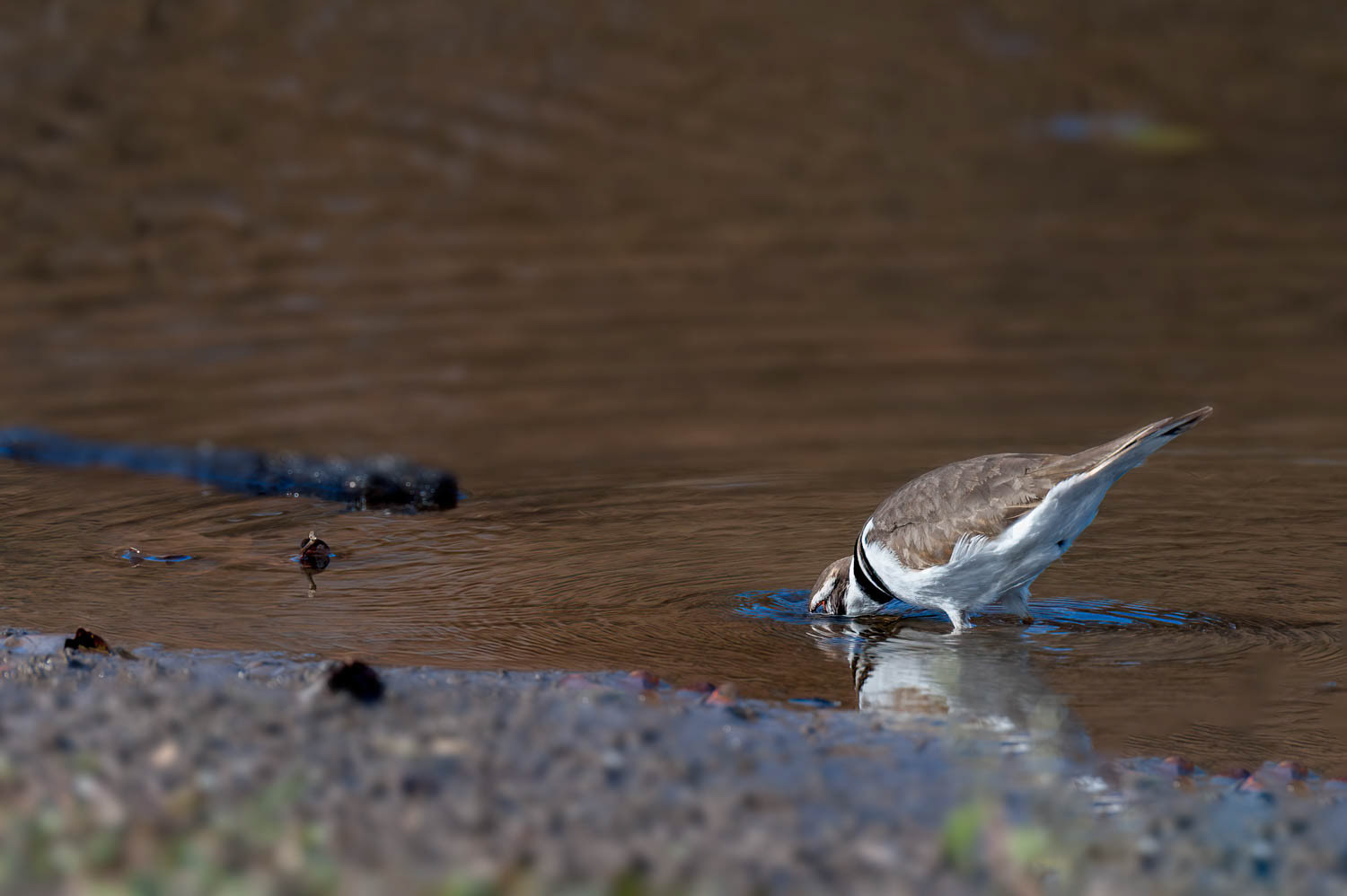 Killdeer