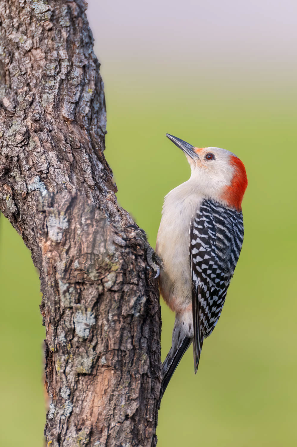 Red-bellied Woodpecker