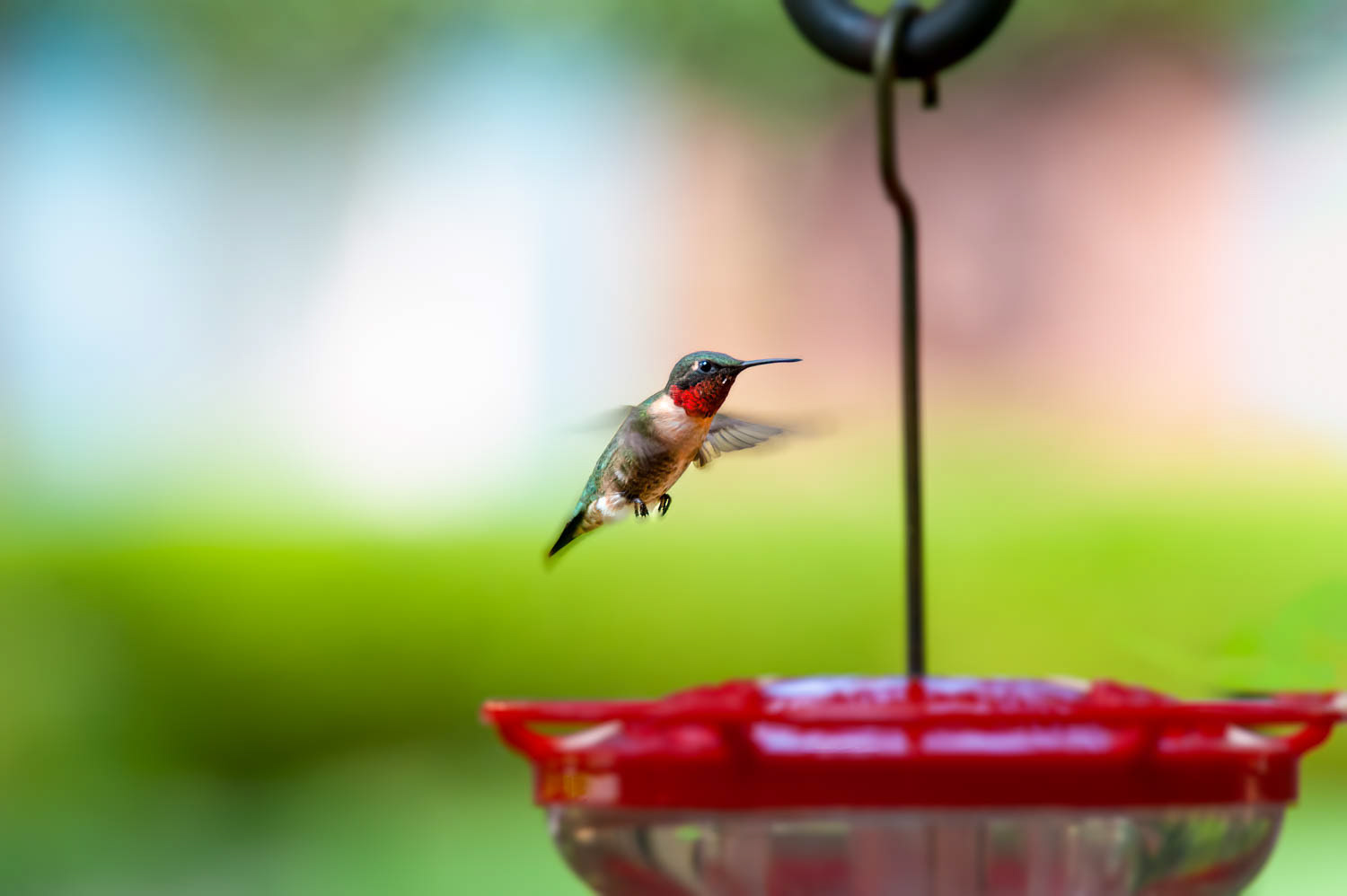 Ruby-throated Humming Bird