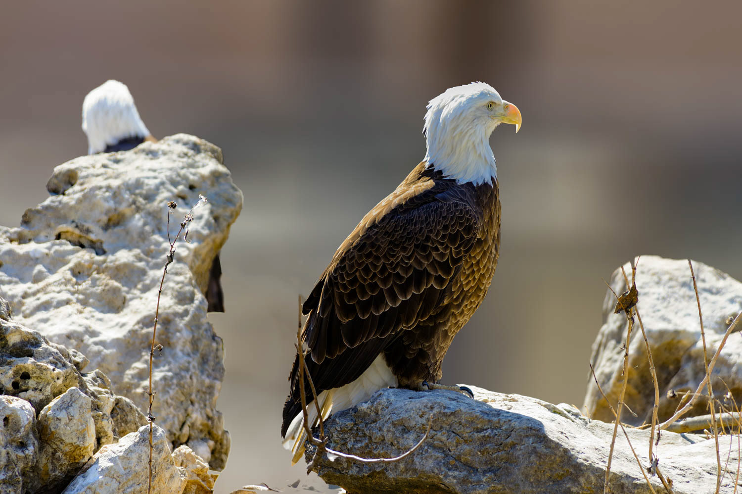 Bald Eagle