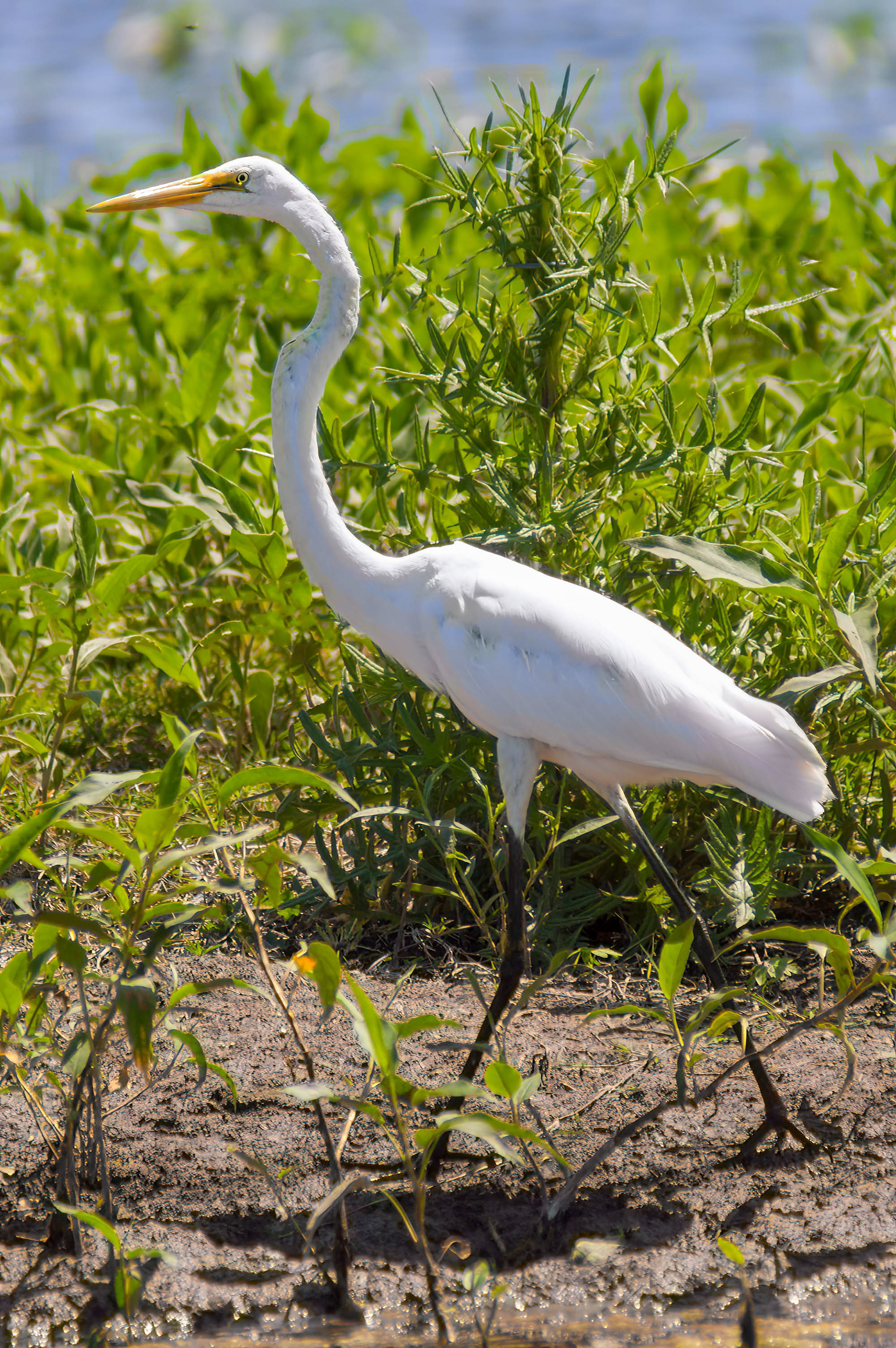 Great Egret