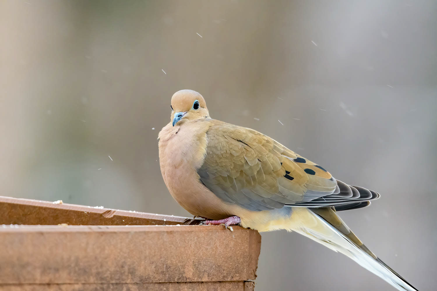 Mourning Dove