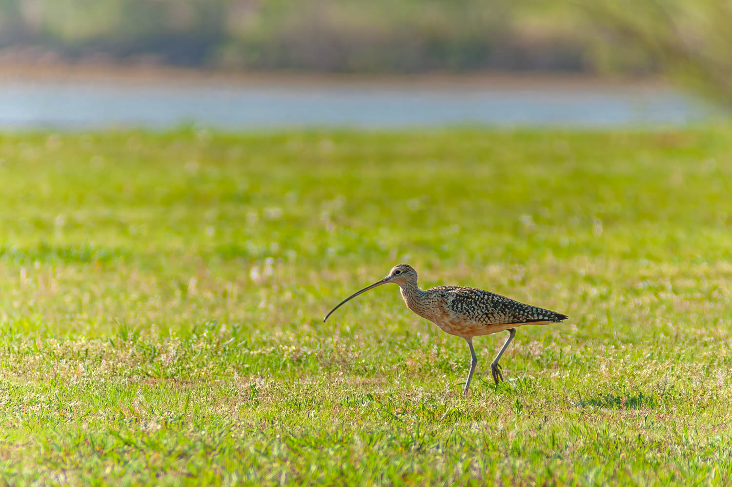 Long-billed Curlew