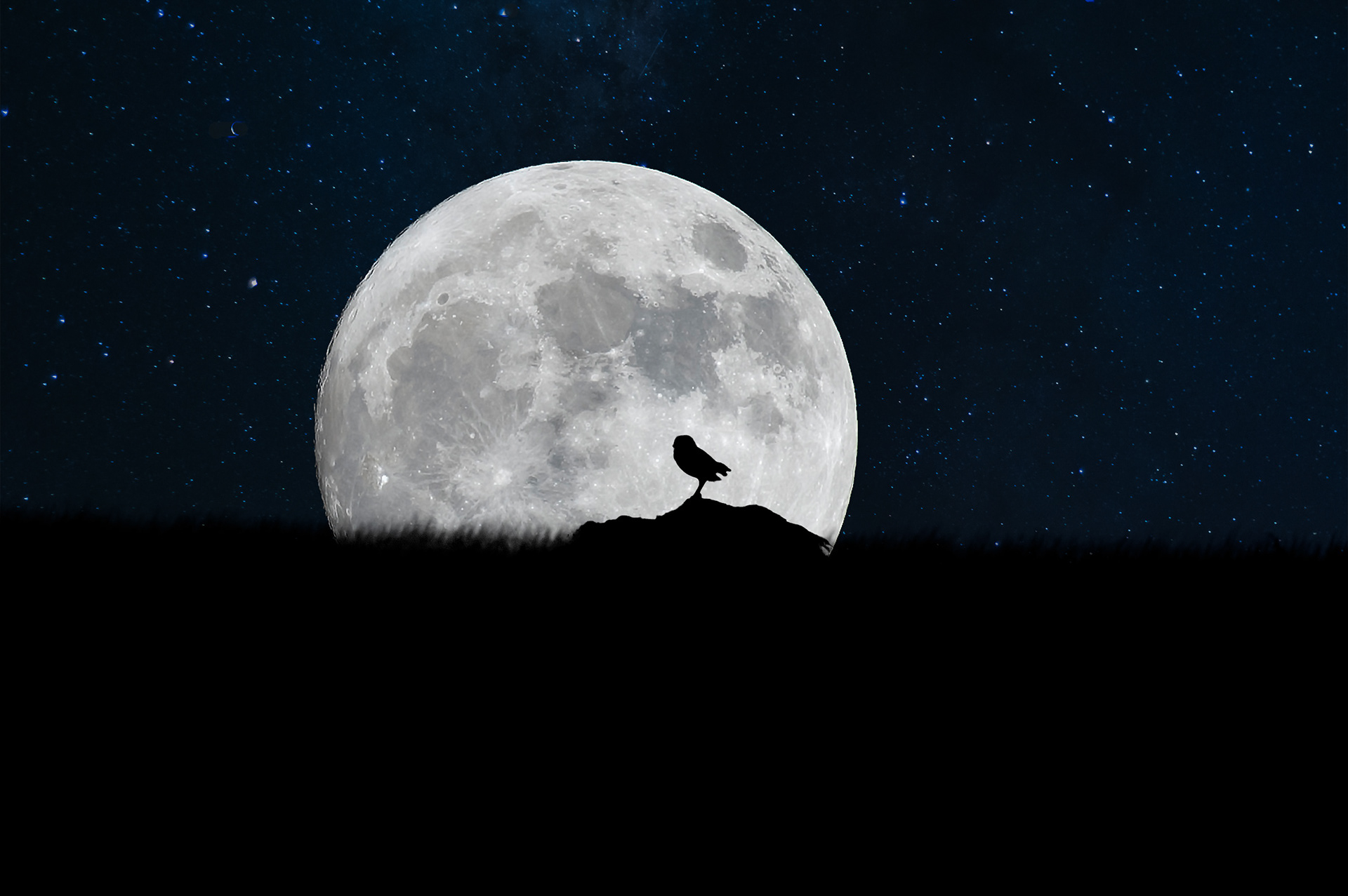 Burrowing Owl (Athene cunicularia)