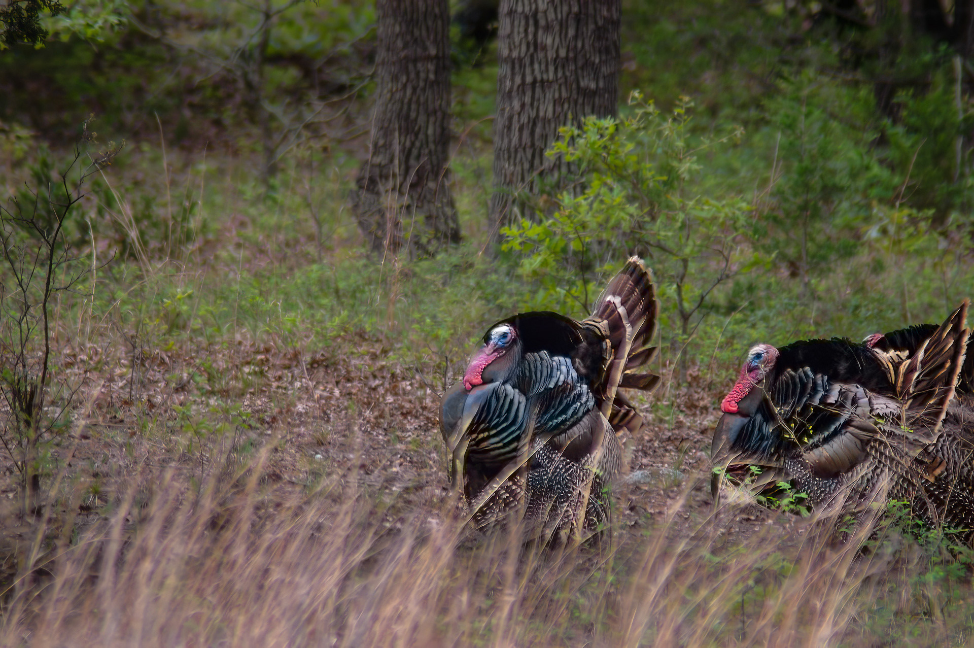 Wild Turkey