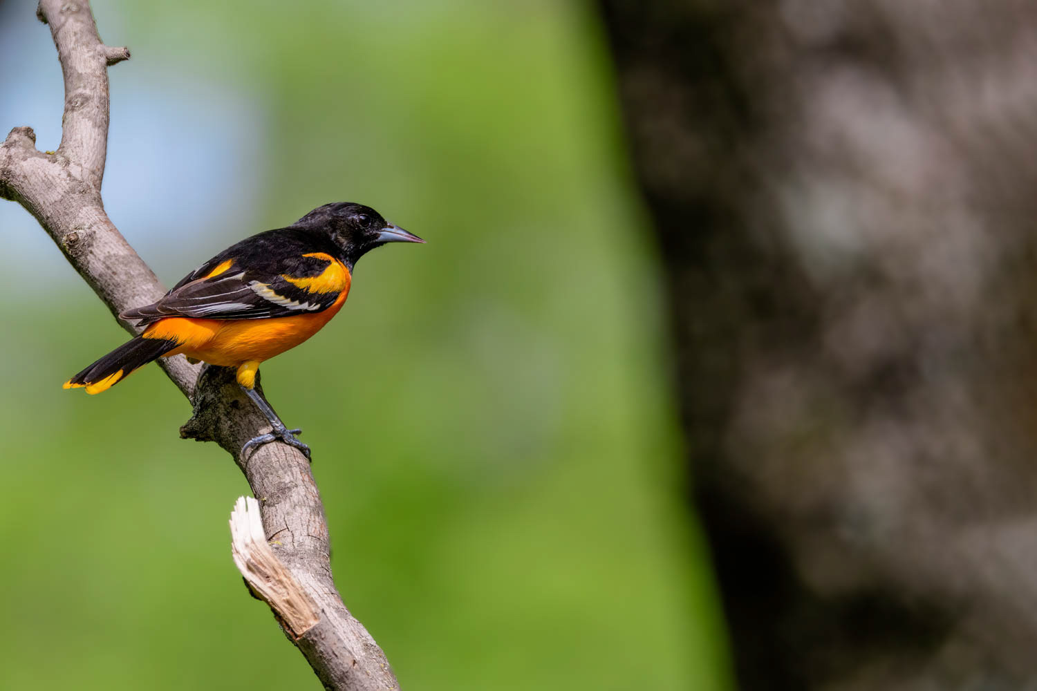 Baltimore Oriole
