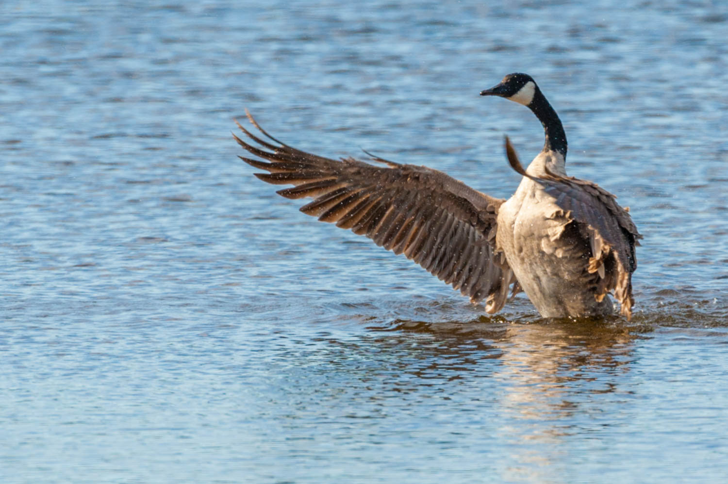 Canada Goose