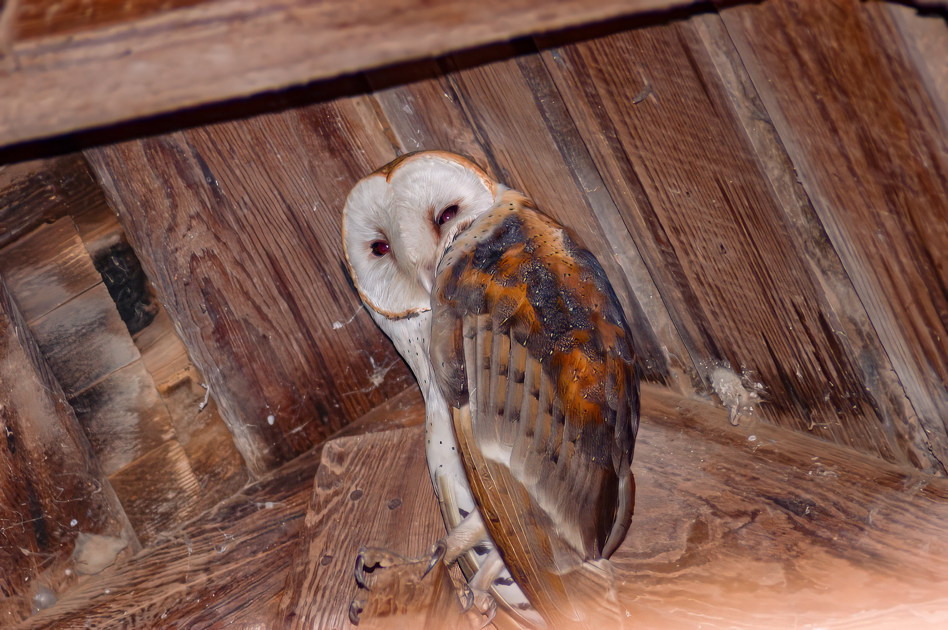 Western Barn Owl (Tyto alba)