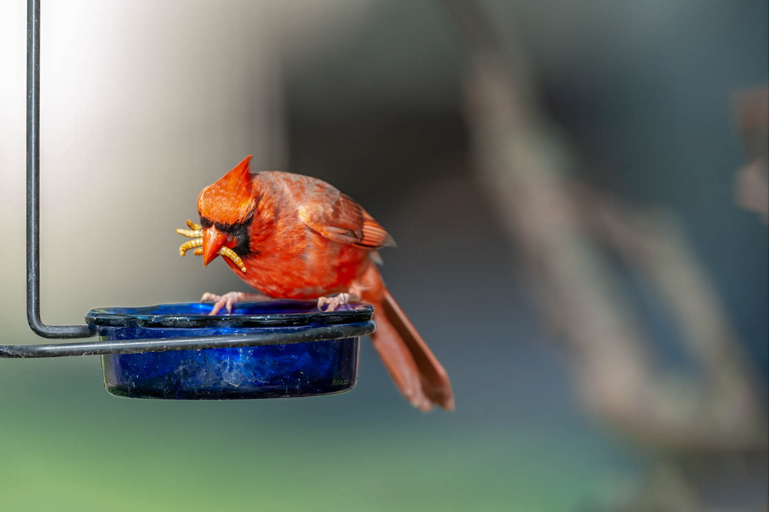 Northern Cardinal - Male