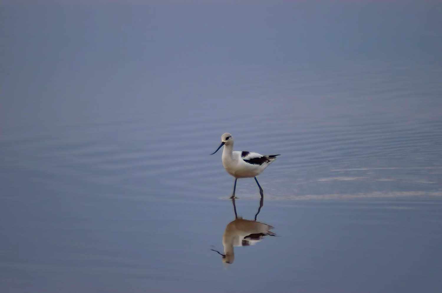 American Avocet-Winter