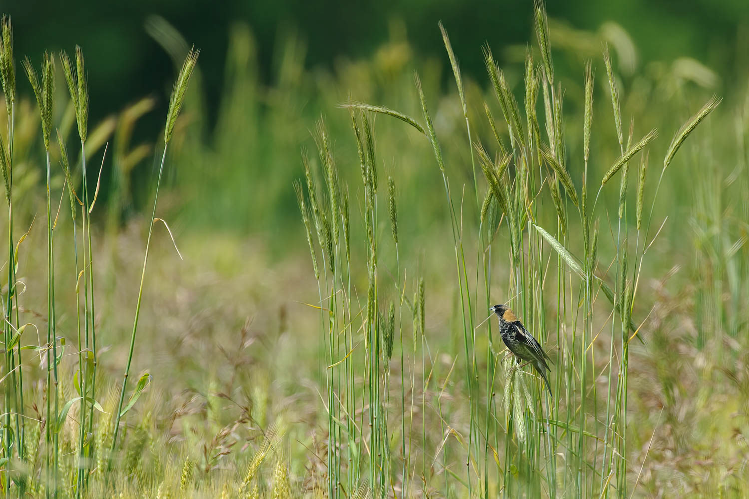 Bobolink