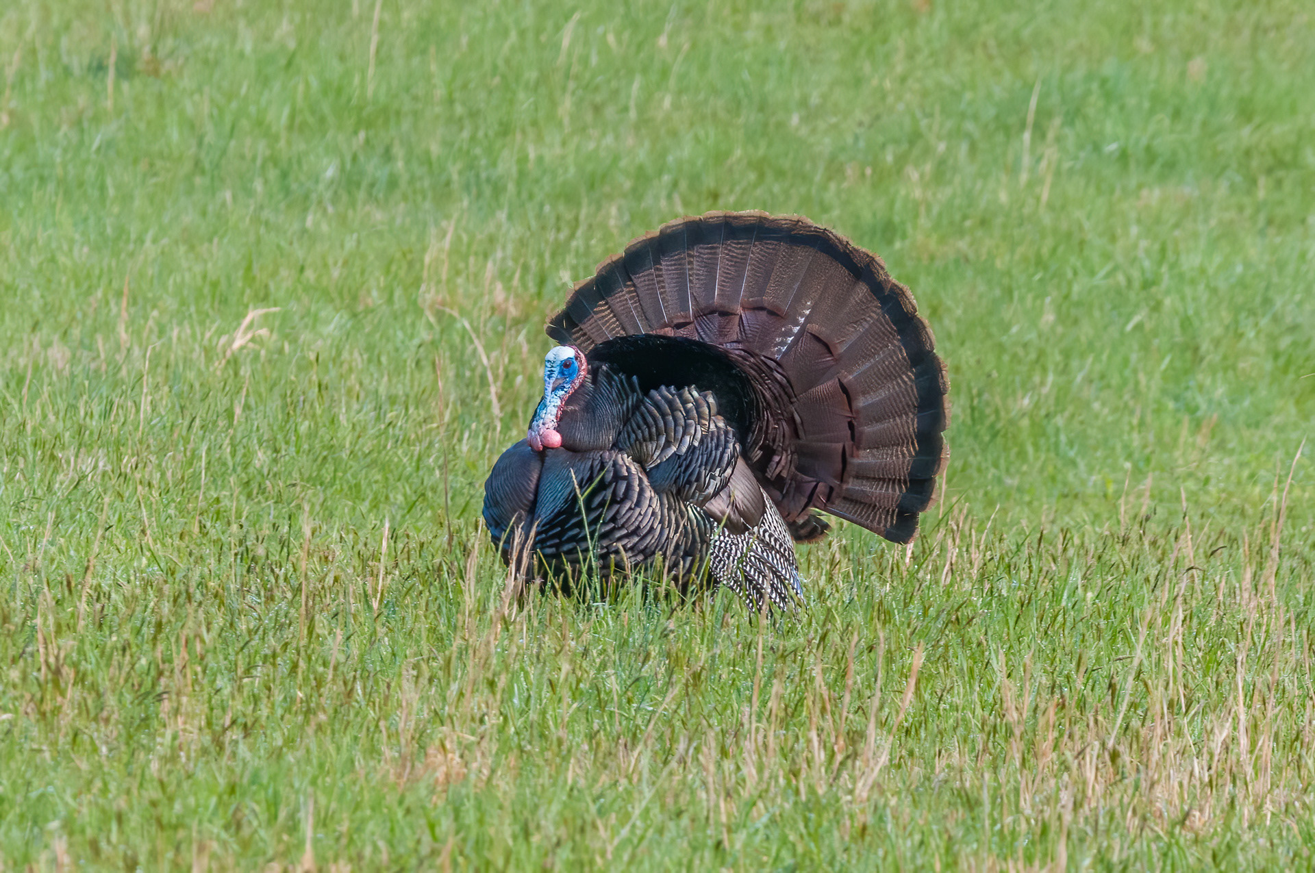 Wild Turkey