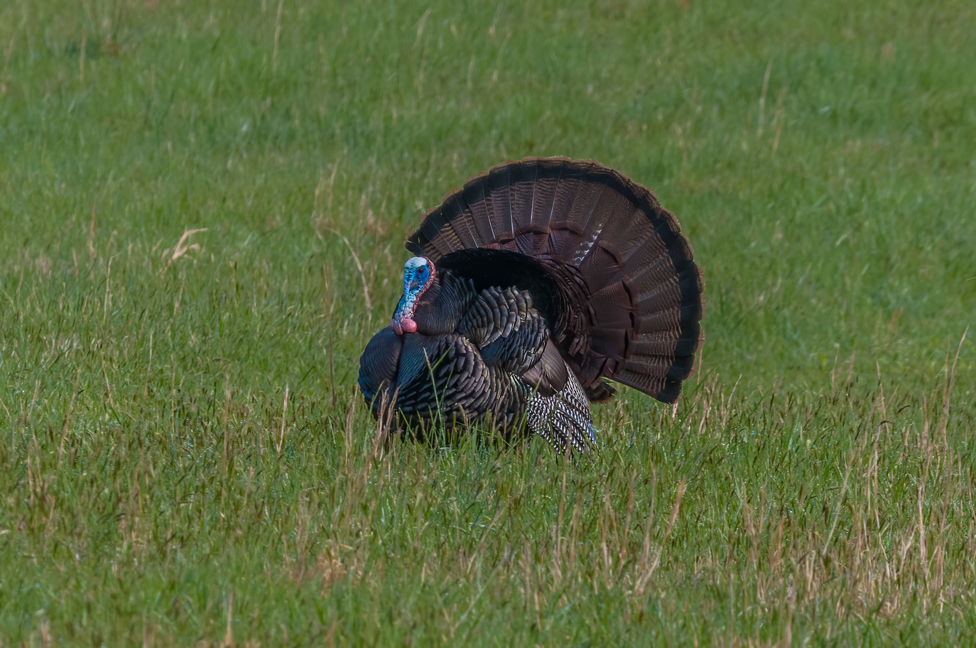 Wild Turkey