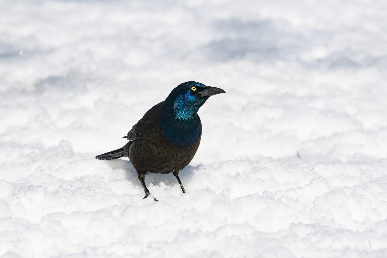 Common Grackle
