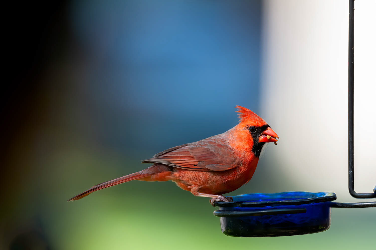 Northern Cardinal - Male
