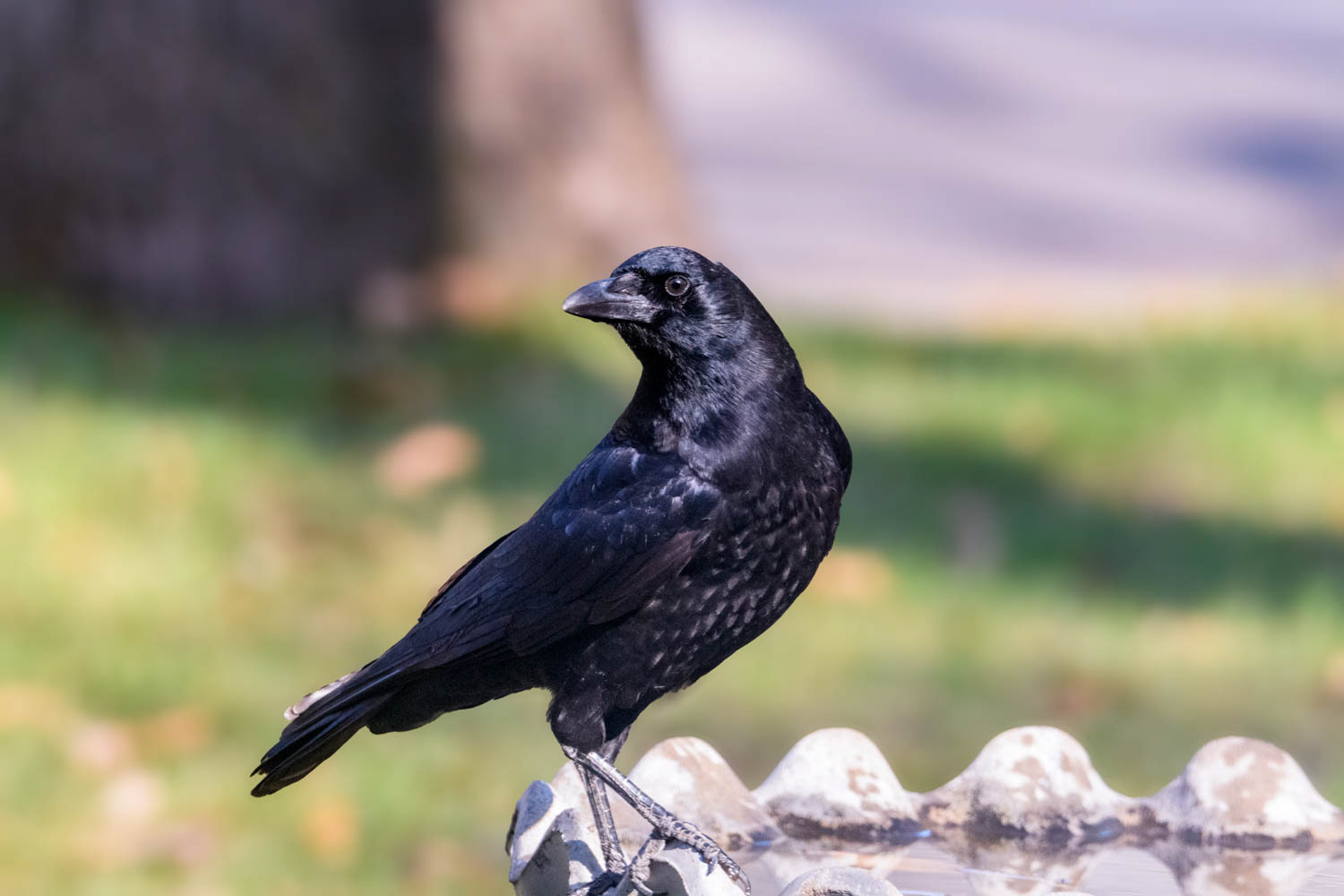 American Crow