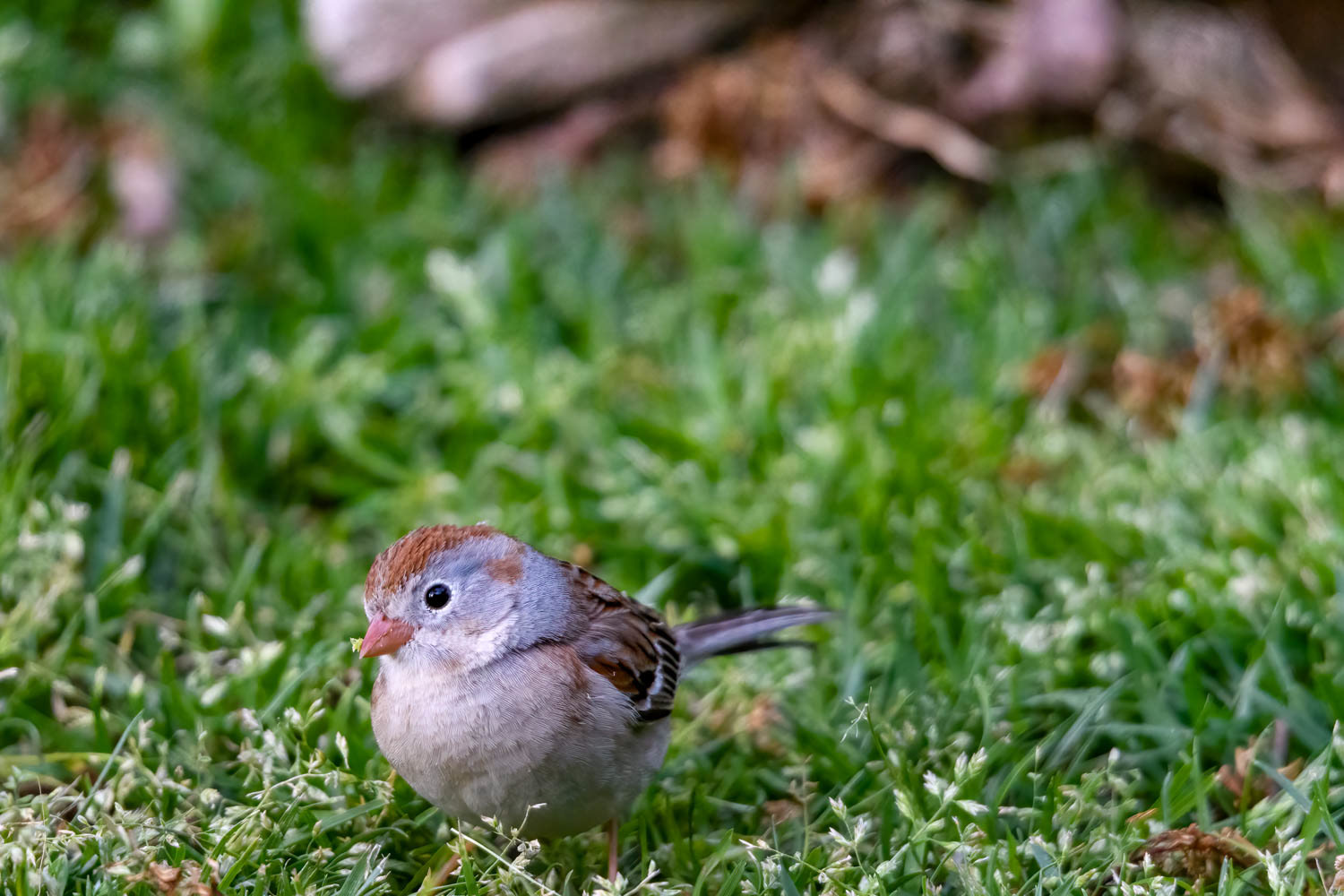 Chipping Sparrow
