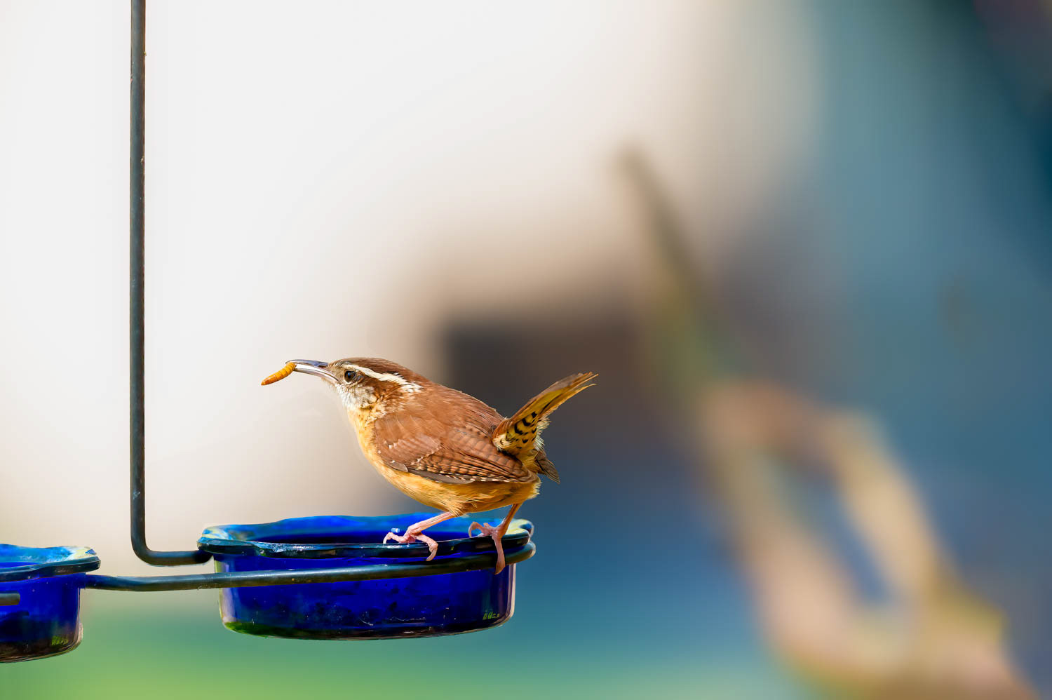 Carolina Wren