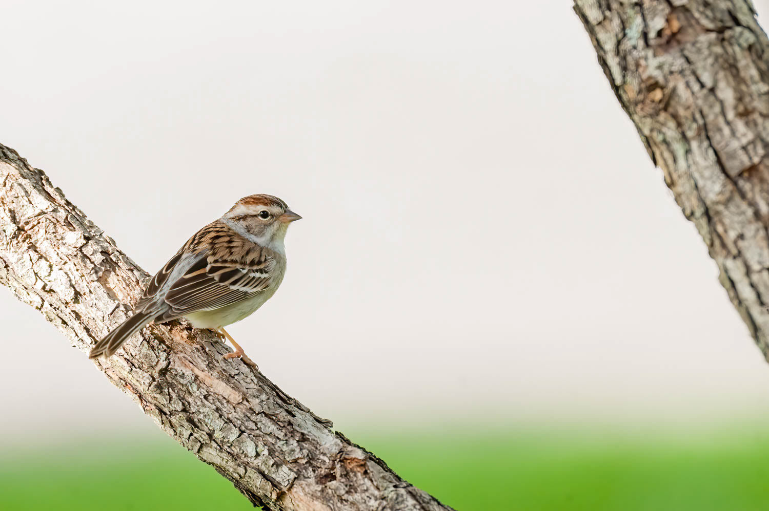 Chipping Sparrow