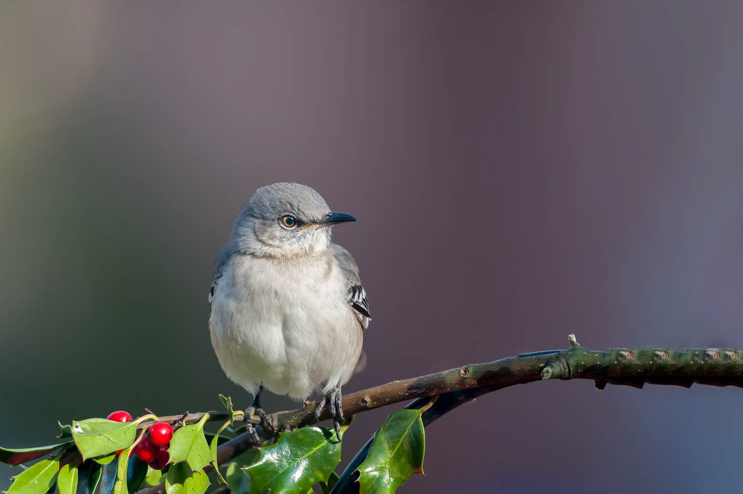 Northern Mockingbird
