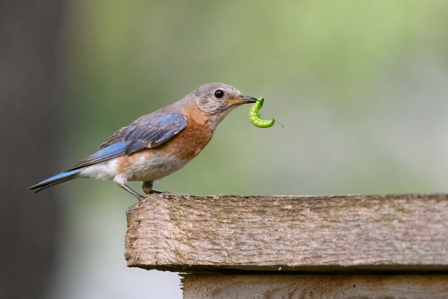 Eastern Bluebird-Female With Caterpillar