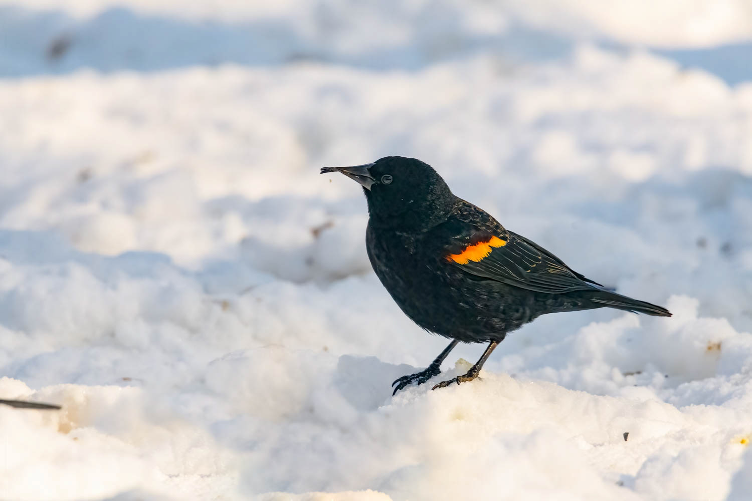 Red-winged Blackbird - Male