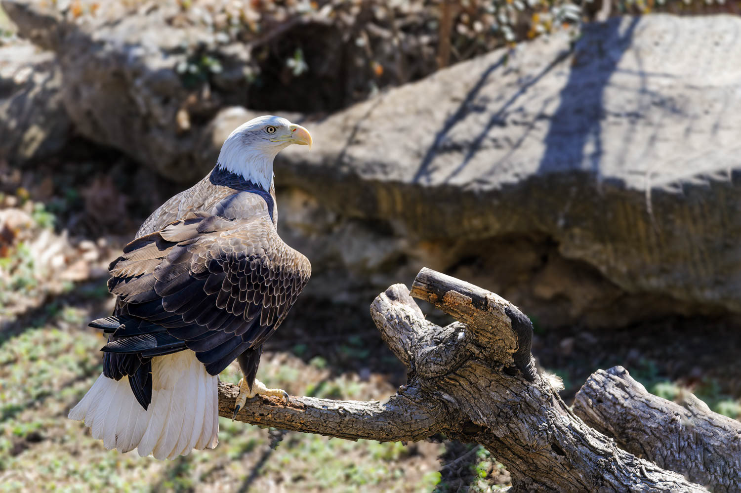 Bald Eagle
