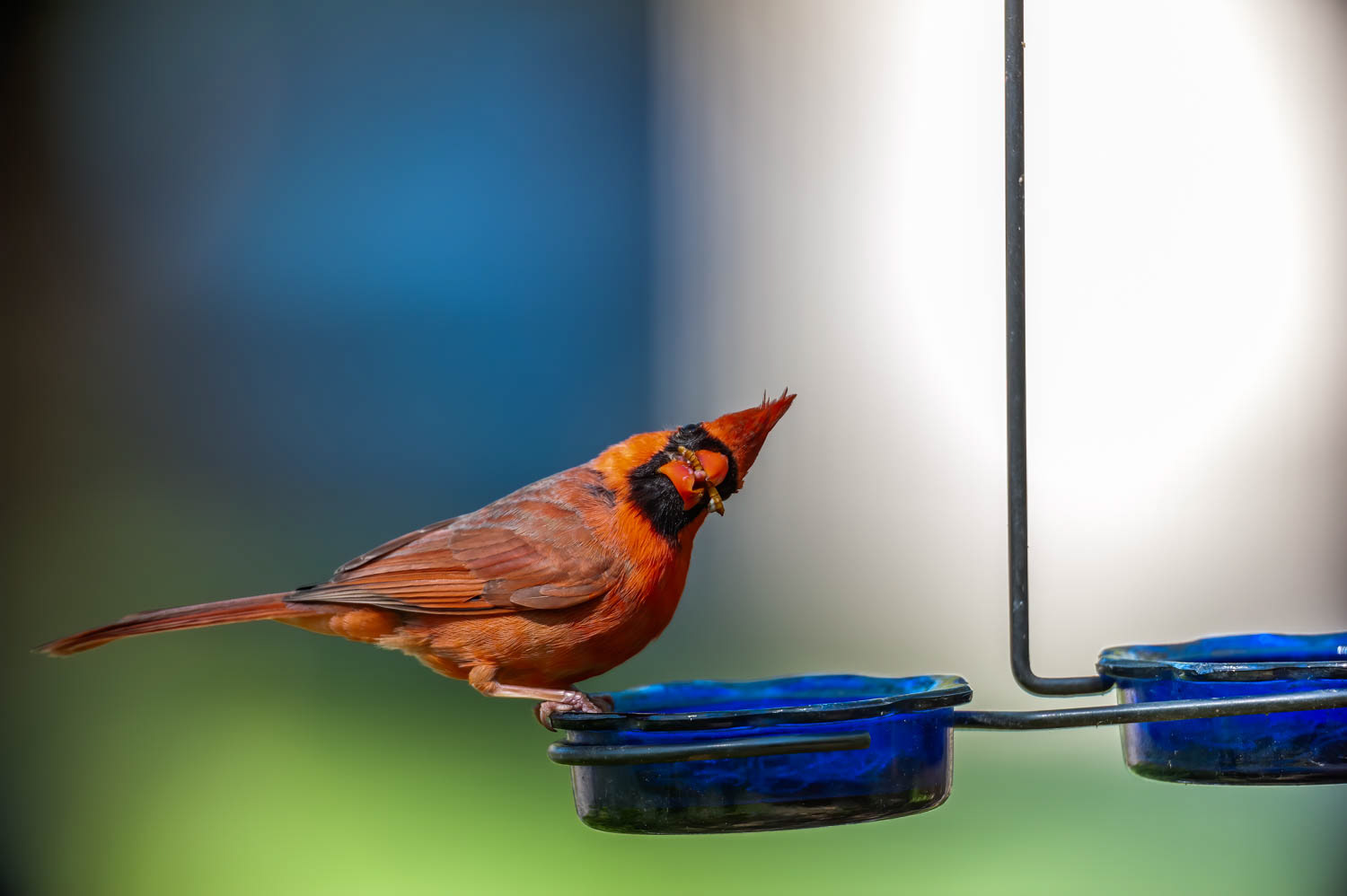 Northern Cardinal - Male