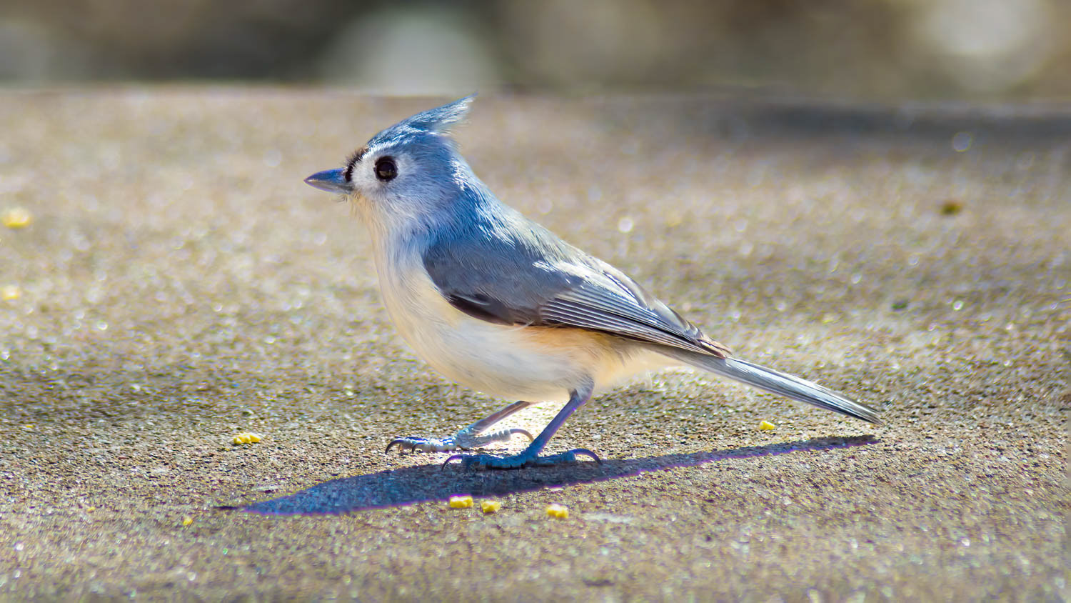 Tufted Titmouse