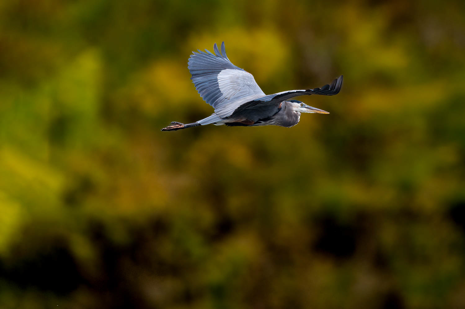 Great Blue Heron