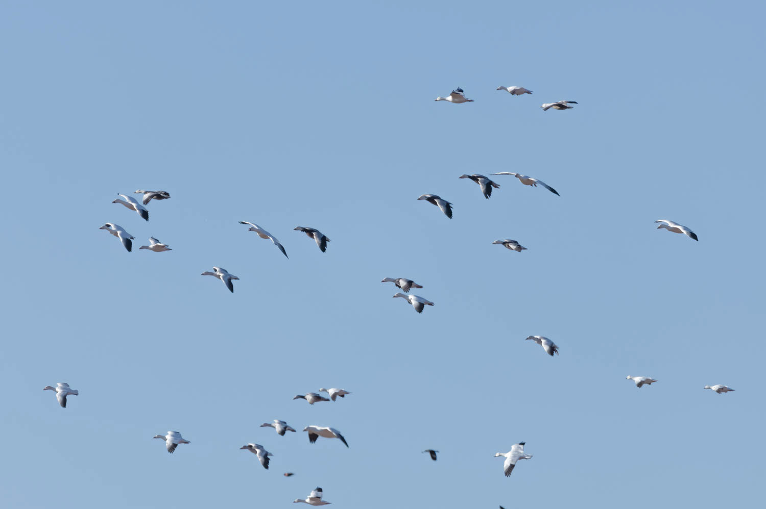 Snow Geese