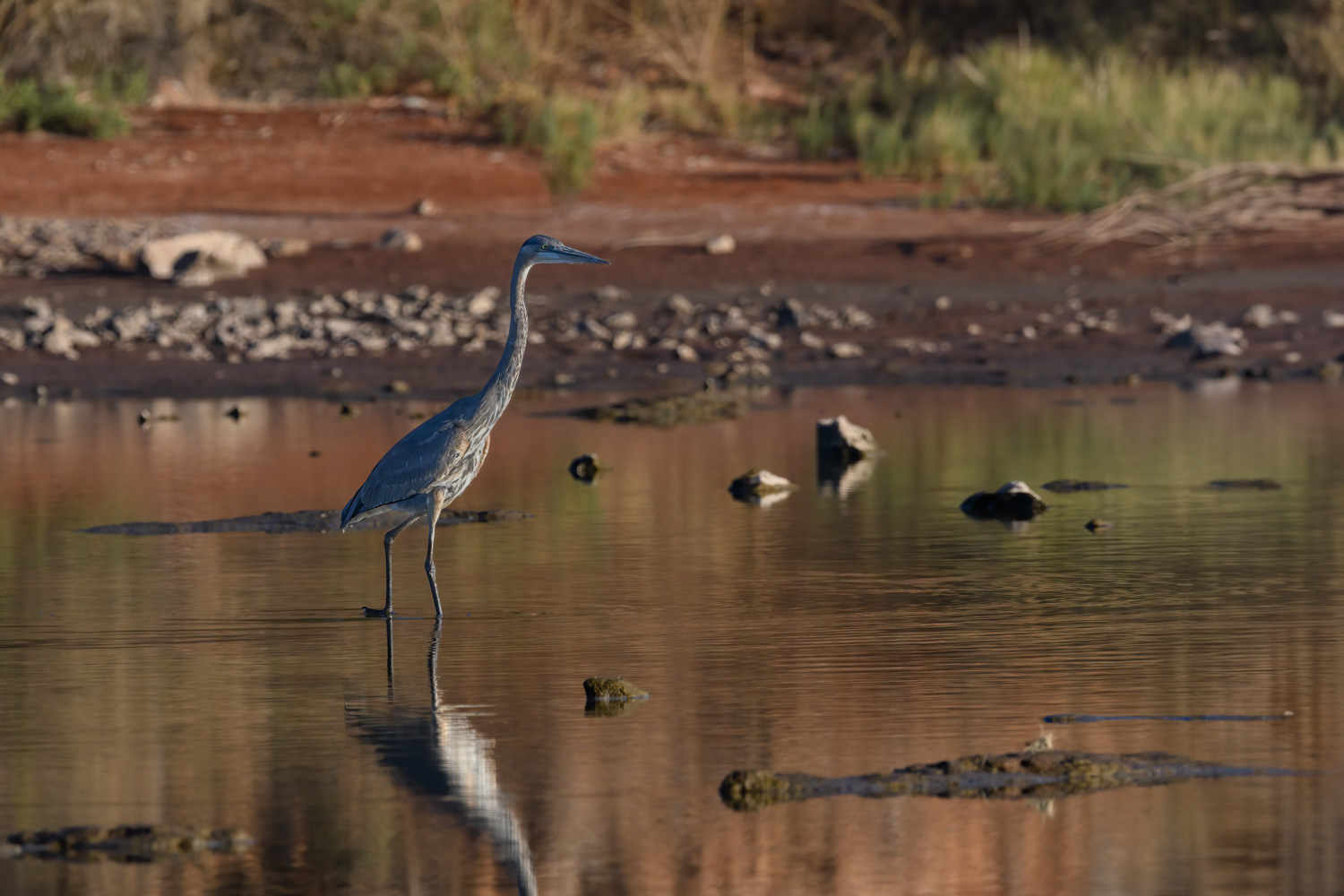 Great Blue Heron