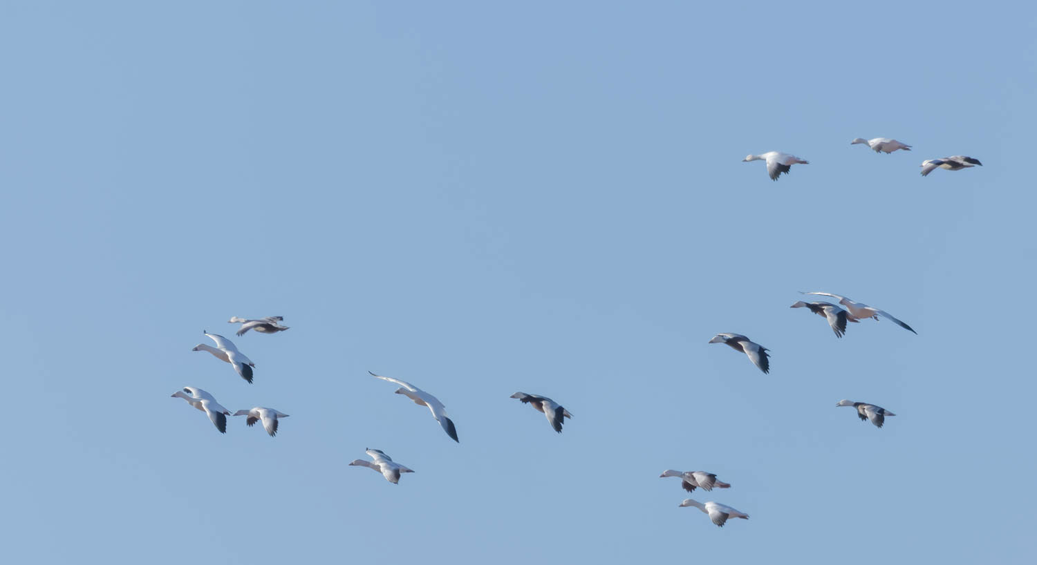 Snow Geese