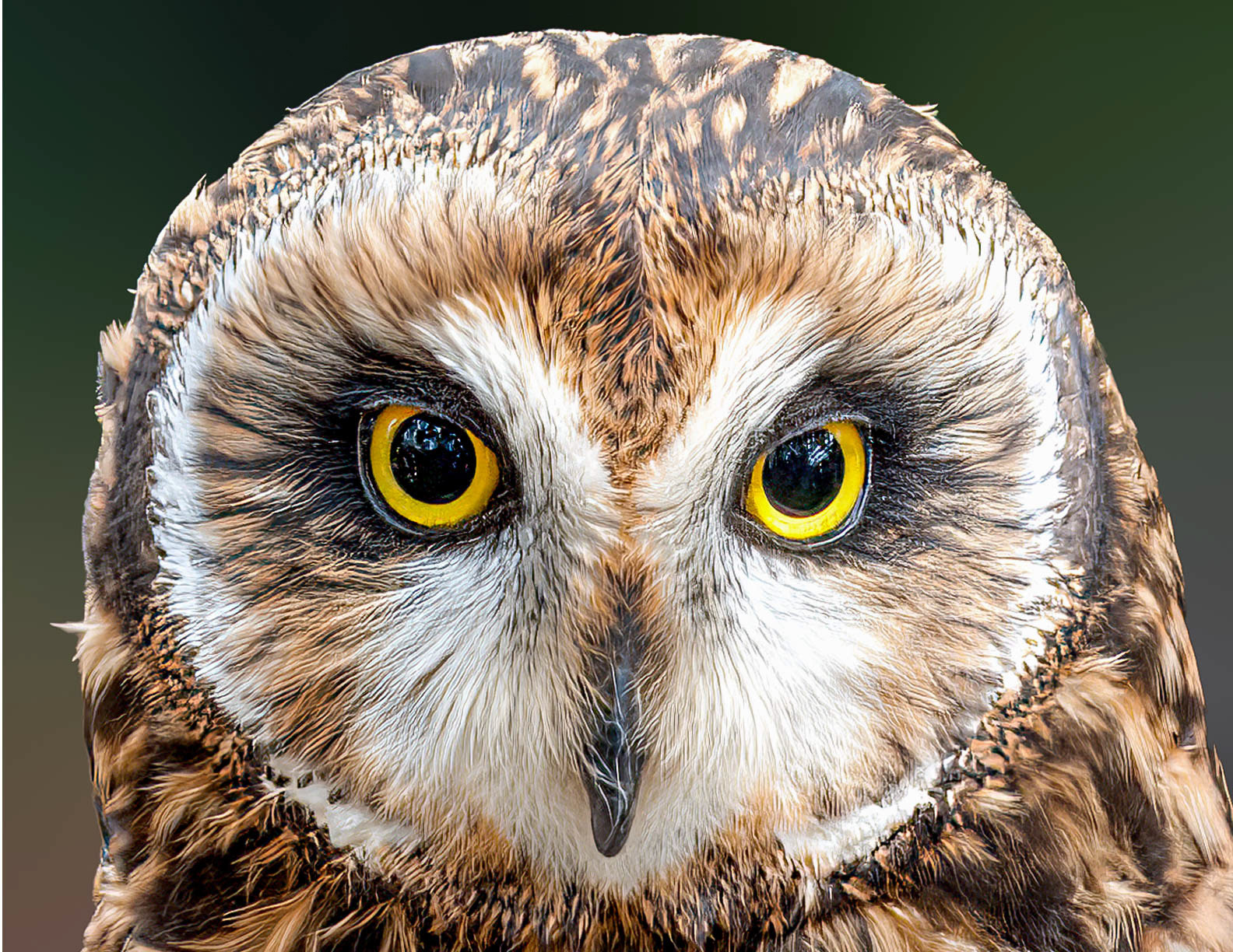 Short Eared Owl  (Asio flammeus)