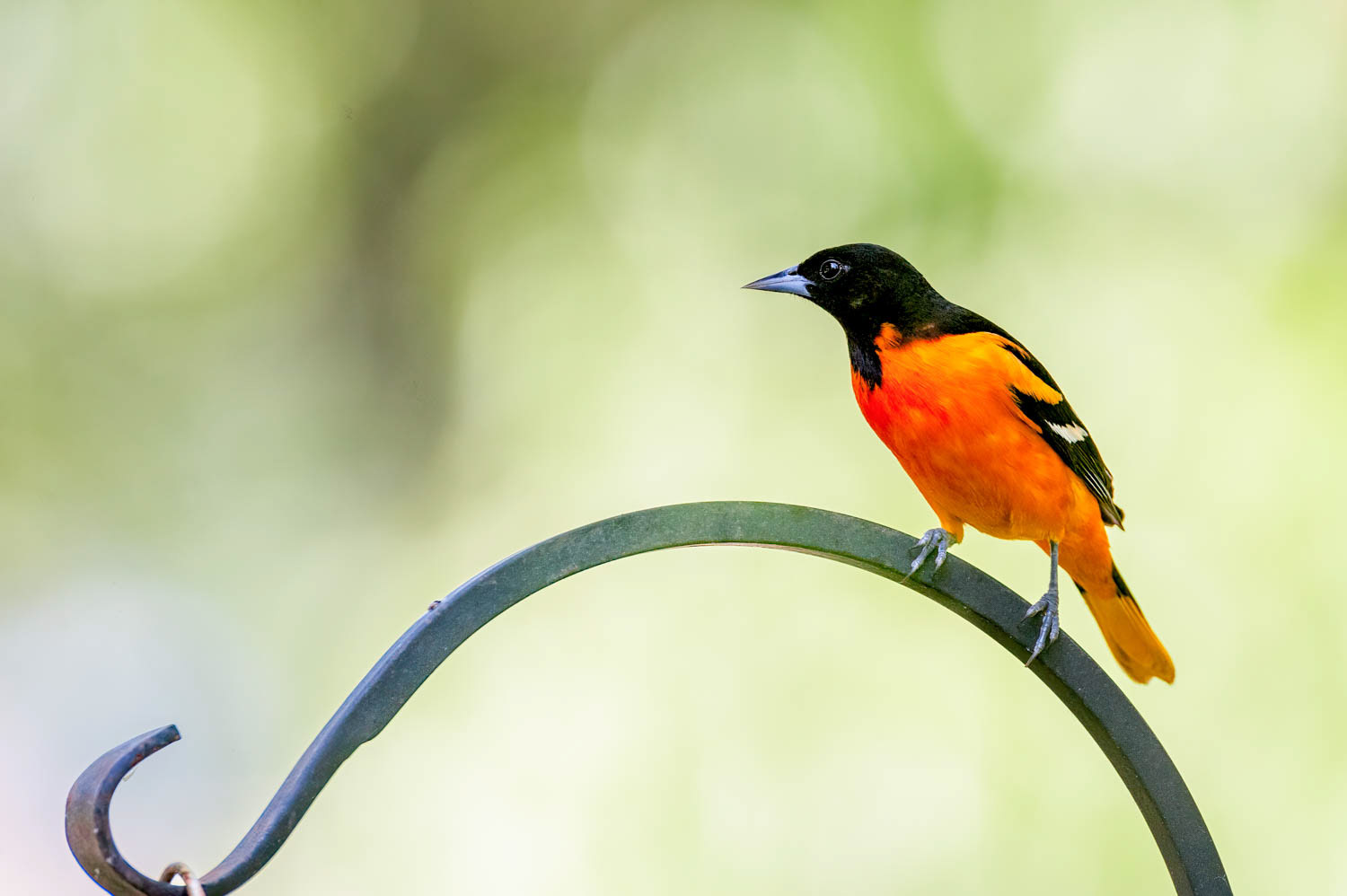 Baltimore Oriole