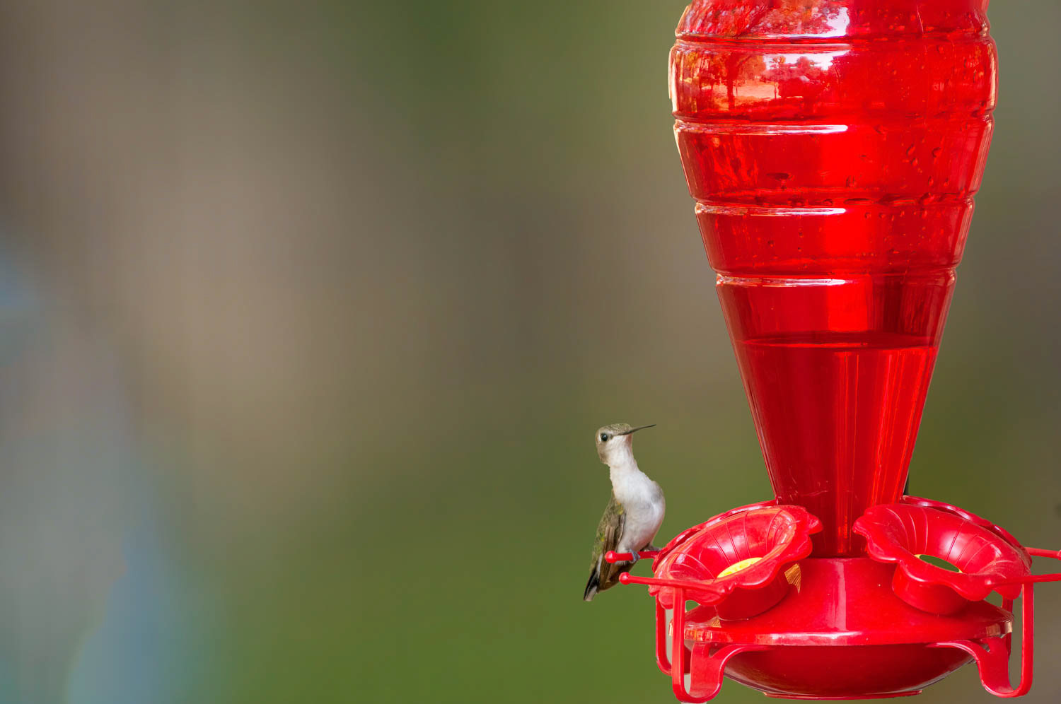 Ruby-throated Humming Bird