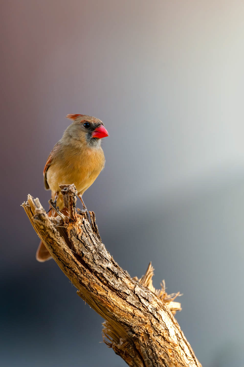 Northern Cardinal - Female