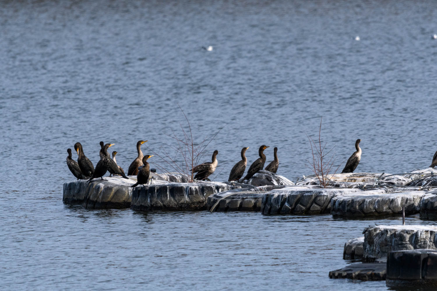 Double-crested Cormorant